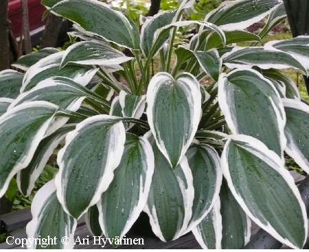 Hosta Tarhafunkia-Ryhm 'Ginko Craig'